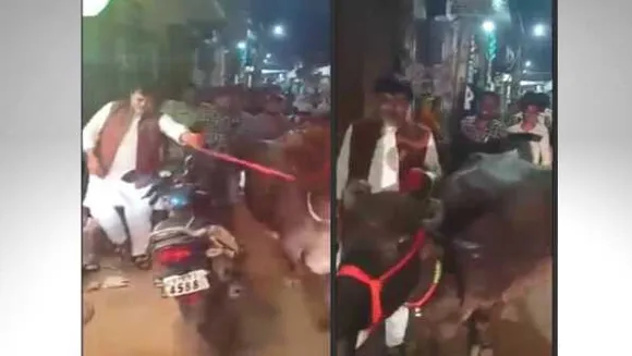 ऊर्जा मंत्री का नया कारनामा: सड़कों पर भैंस टहलाते हुए नजर आए, तेजी से वायरल हो रहा है वीडियो  