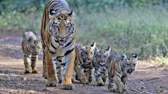 पेंच में रॉयल फैमिली: शावकों के साथ घूमने निकली बाघिन, टूरिस्टों ने कैमरे में कैद किया नजारा 
