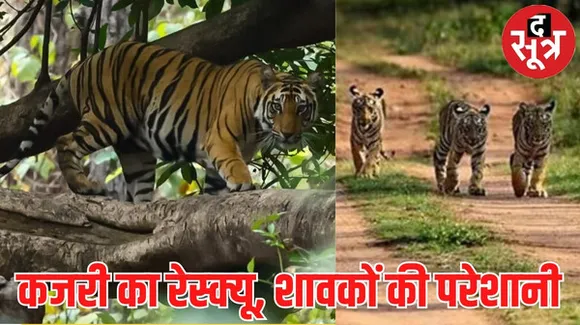 बाघिन कजरी के रेस्क्यू पर सवाल, 16 से 18 महीने के हैं शावक, एकमात्र ब्रीडिंग टाइग्रेस से बिछड़कर बच्चों की जिंदगी पर आ जाएगा खतरा