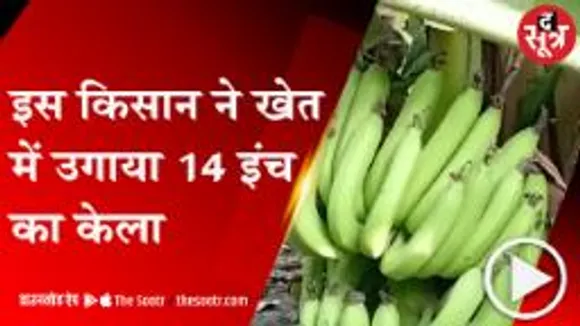 बड़वानी: किसान ने उगाया 14 इंच लंबा केला, देश-विदेश से आ रहे आर्डर 
