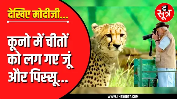 MP में PM Modi के ड्रीम प्रोजेक्ट को पलीता | कूनो में जूं-पिस्सू की चपेट में चीता शावक