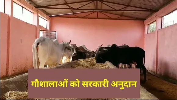 MP में गौ संवर्धन एवं संरक्षण |  गाय shelters के बेहतर Operation  के लिए बढ़ाई गई राशि