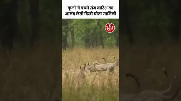 Kuno में बच्चों संग बारिश का आनंद लेती दिखी चीता गामिनी