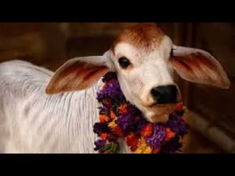 गौ सेवा : मध्यप्रदेश सरकार गौ-संरक्षण और पशुपालन को मजबूती देने के लिए चला रही कई योजनाएं