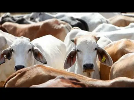 गौ संरक्षण : गौ संरक्षण की दिशा में लगातार कदम उठा रही मध्यप्रदेश सरकार