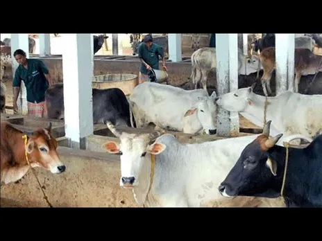 पशुपालन: गौवंश का संरक्षण, पशु विकास प्रोजेक्ट के लिए सरकार ने रखे 858 करोड़