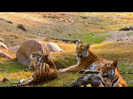 वन्यजीवन और पर्यटन : मध्यप्रदेश में वन्यजीवन की समृद्धि और पर्यटन का अनोखा अनुभव