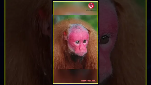 Uakari बंदर अमेजन जंगलों के दुर्लभ जीवों में से एक, क्या है इनकी खासियत ?