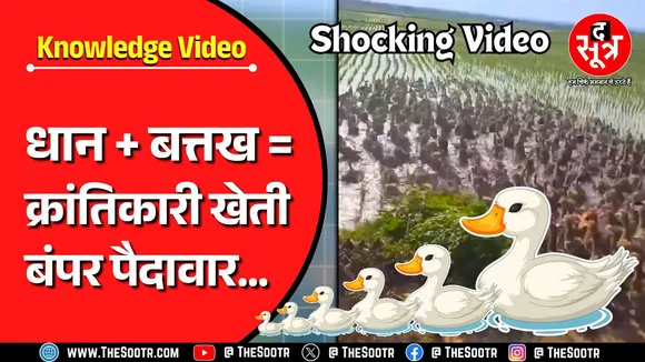 Knowledge Video | ये कैसी खेती, खड़ी फसल पर बत्तख छोड़कर कैसे होगी अच्छी पैदावार ?
