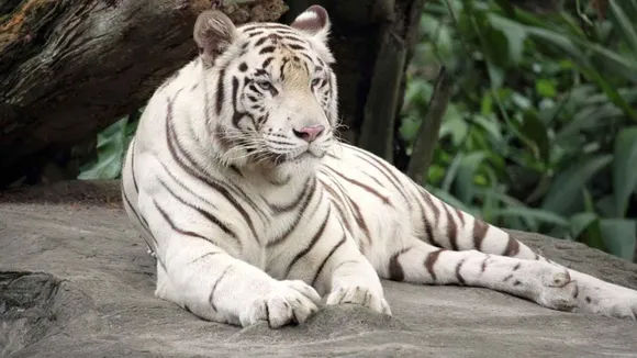 वन्यजीवन: गोविंदगढ़ में व्हाइट टाइगर ब्रीडिंग सेंटर की स्थापना होगी