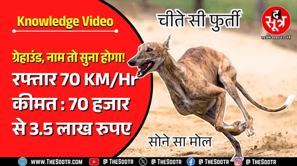 Knowledge Video | करोड़ों में एक है Dog की ये नस्ल... चीते सी फुर्ती और सोने सा मोल | Greyhound