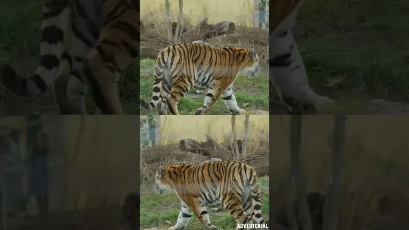 वन संपदा: मानव और वन्य जीवों के बीच संघर्ष को रोकने उठाए बड़े कदम
