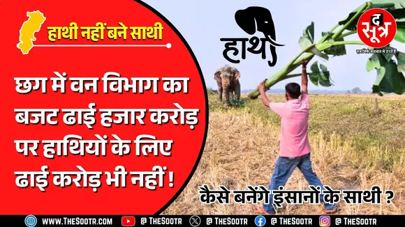 CG News | छत्तीसगढ़ में हाथी कैसे बनेंगे इंसानों के साथी ? लगातार बढ़ रहा मानव-हाथी संघर्ष !