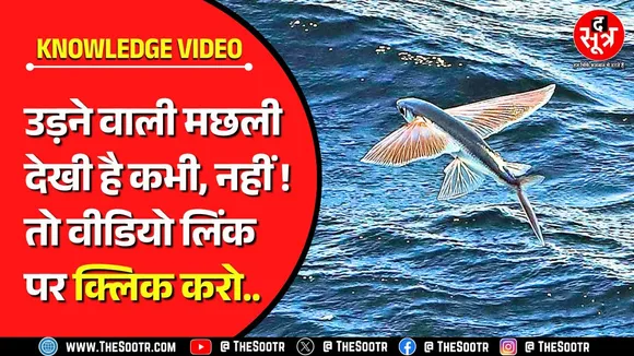 Knowledge Video | एक झटके में 200-400 मीटर की उड़ान भरने वाली मछली के करतब