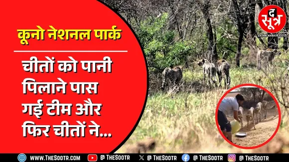Kuno National Park | ज्वाला फैमिली का वीडियो वायरल | शिकार के बाद फरमा रहें थे आराम