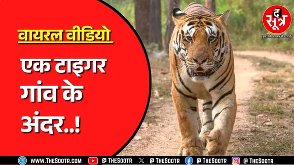 रायसेन टाइगर | रायसेन के गांव में करीब चार घंटे तक घूमता रहा टाइगर फिर जो हुआ !