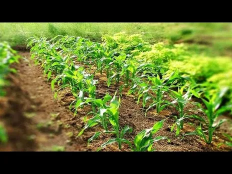 उद्यानिकी: मध्यप्रदेश में बागवानी बना किसानों की कमाई का बड़ा जरिया
