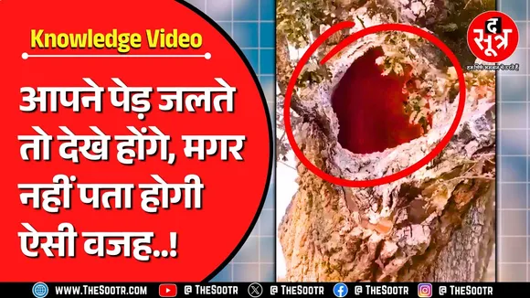 Knowledge Video | अचानक अंदर से क्यों जलने लगते हैं पेड़, वजह जानकर रह जाएंगे दंग !