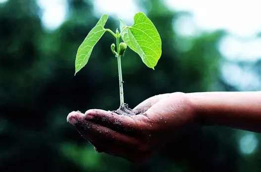 climate change leaf