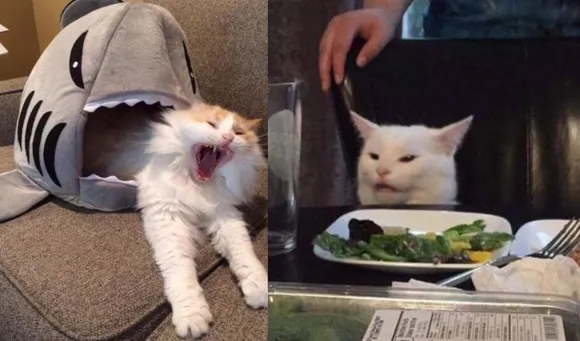 21 WTF Cat Pictures That Will Make You Laugh Every Time