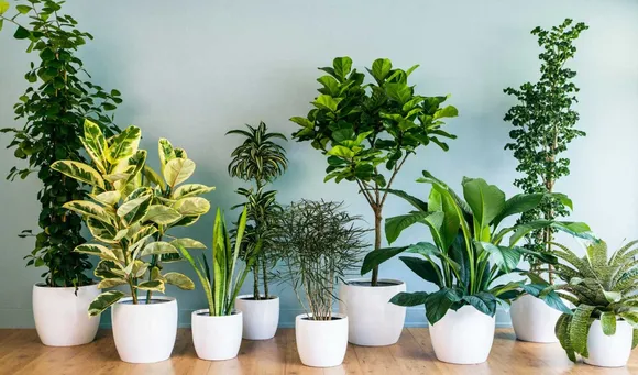6 Good Luck Plants You Should Have In Your Home