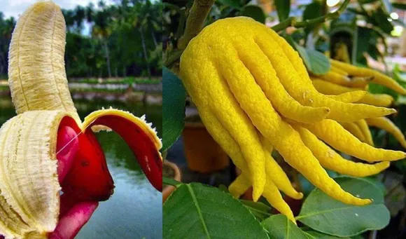 13 Unique And Rare Indian Fruits That Will amaze Your Eyes!