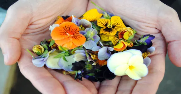 5 Edible Flowers That Will Add Flavour, Nutrition, And Color To Your Food