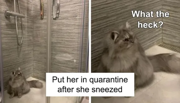 People Sharing Videos & Photos Of Their Pets During Quarantine Has Us Going Awww