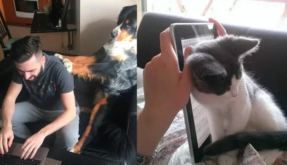 Twitterati shows How 'Work From Home' Looks Like When You Have Pets!