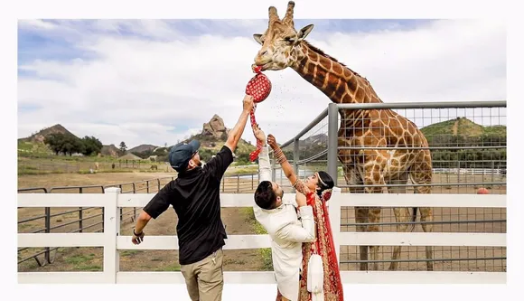 Photobomb Of The Year! Watch The Video Of A Giraffe Photobombing A Wedding Shoot