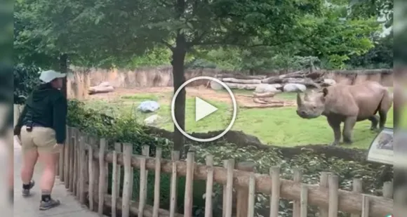 Viral: The Weirdest Video Of A Happy Rhinoceros You Need To Watch Now