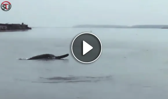 Coronavirus Lockdown: Dolphins Spotted In River Ganges. Watch Viral Video!