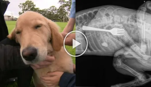Viral Video: This Dog Swallows A Big Fork, See How It Is Taken Out