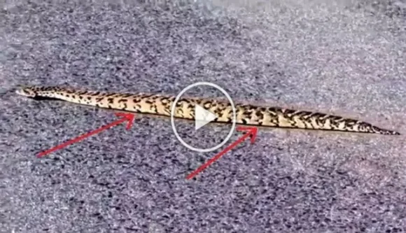 OMG: Video Of A Snake Moving Like A Caterpillar Has Left Netizens Baffled