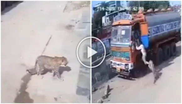 Viral Watch: Dog saves Man Attacked By A Leopard On The Street