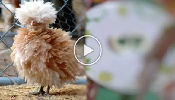 Unbelievable: Hens At Kerala Lay Eggs With Green Yolk, See Pics