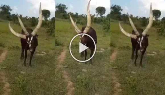 Bizarre Video: A Three-Horned Cow Recorded On Camera, Left Netizens Shocked