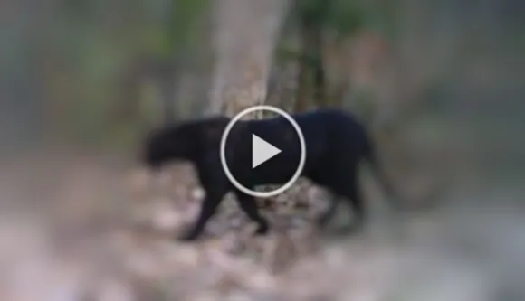 Wow! Rare Black Panther Sighted At Chattisgarh's Tiger Reserve After 7 Years