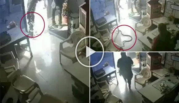 Viral: Angry Man Releases Five Snakes In Petrol Pump Owner's Cabin