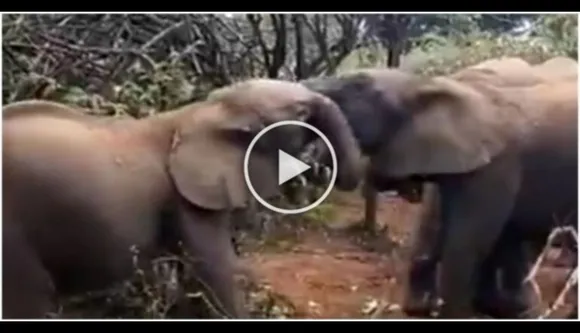 Adorable: Elephant Calves Fight For A Branch In This Viral Video
