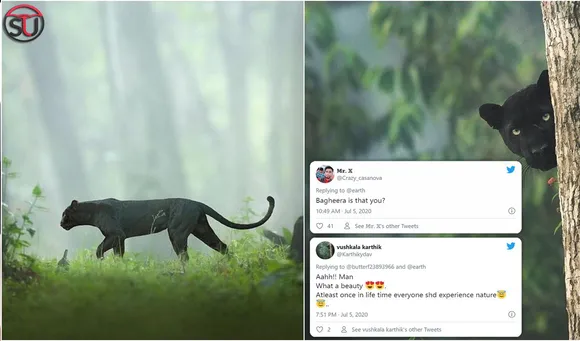 Rare Black Panther Spotted In Karnataka's Jungle, Twitter Goes Nostalgic For 'Bagheera'