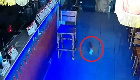 Cat Stealing Money Caught On Camera, And It All Goes Viral