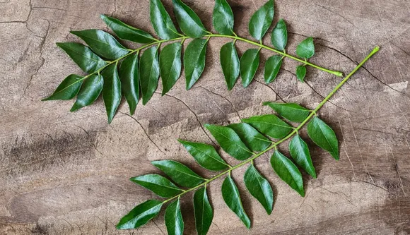 Benefits Of Curry Leaves: Impressive Reasons To Add This Ingredient In Your Beauty Routine