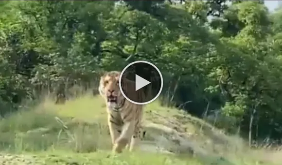 The Stunning Video Of Tiger Walking Around In Bandipur National Park Is A Must Watch