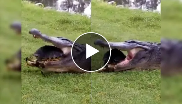 Shocking Video: Tortoise Escaped From The Jaws Of a Crocodile