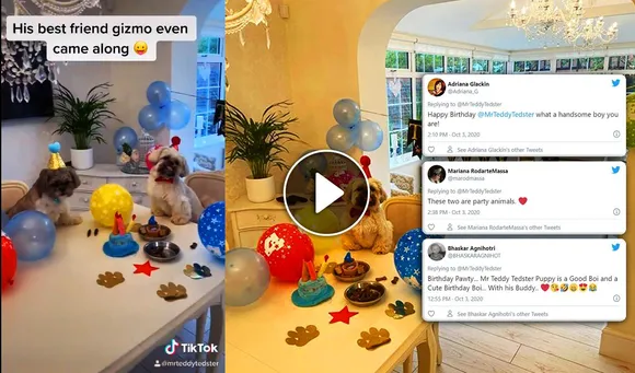 Dog Celebrates Birthday With Friend, Watch The Cutest Video Of 2020 Here!