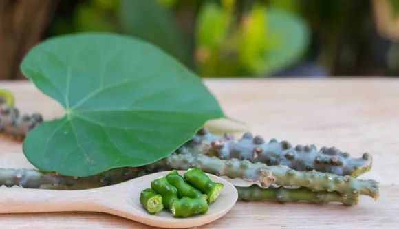 10 Real Benefits Of Giloy Juice- The Magical Covid Herb of 2021