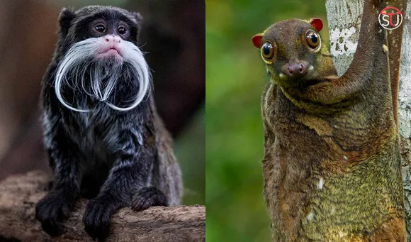 5 Most Rare and Amazing Species You Would Barely See in Life