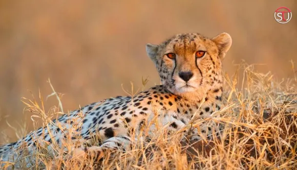 Watch the First Glimpse of African Cheetahs Arriving at Kuno National Park, MP