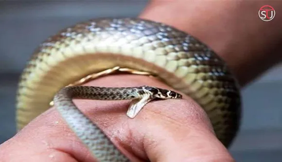 How to Survive a King Cobra Bite?
